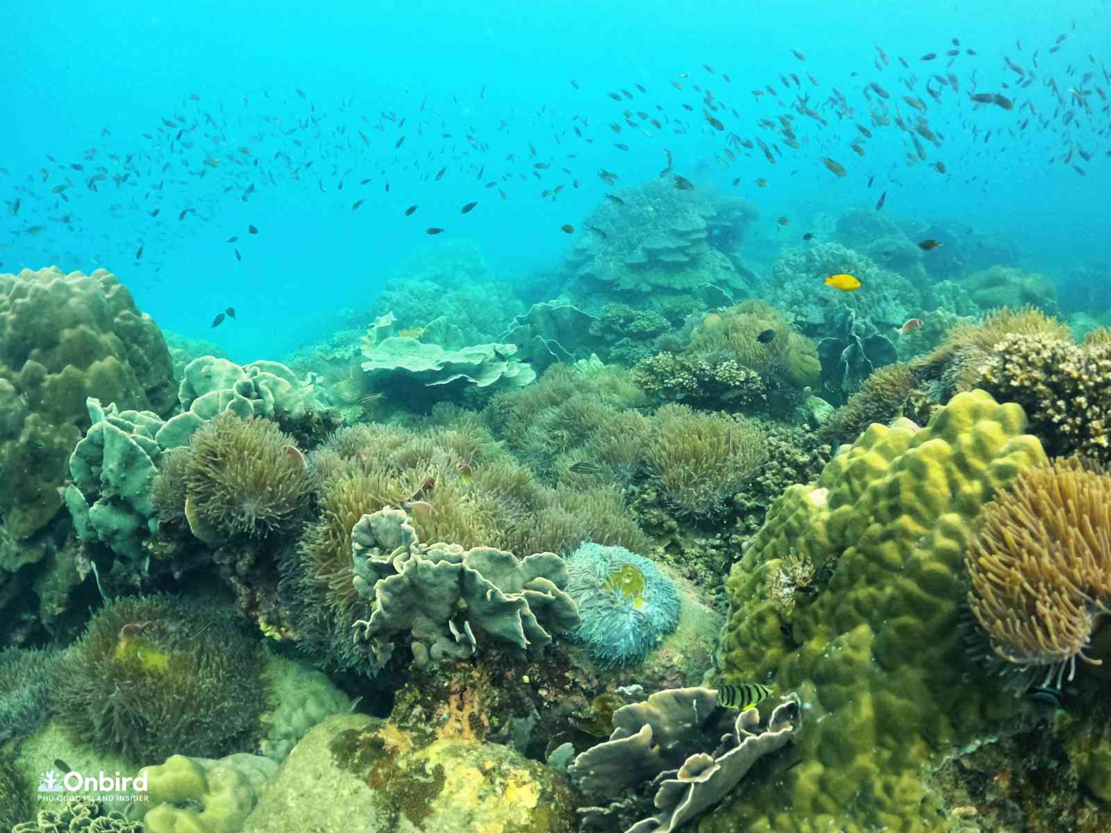 Các đàn cá con bơi trú ngụ trong rạn san hô (Ảnh: OnBird Phú Quốc)