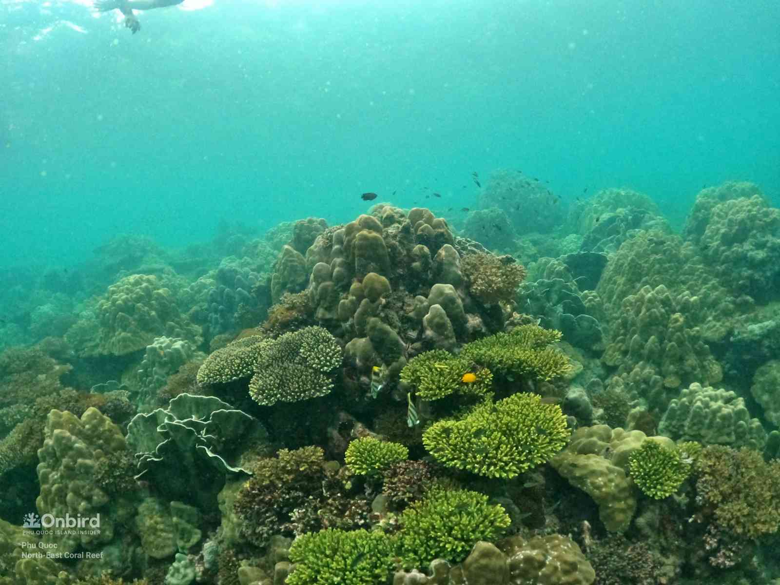 Vài trò của san hô Cứng