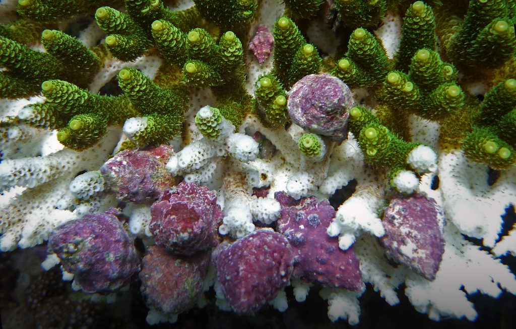 Ốc Drupella ăn ngấu nghiến các mô san hô
