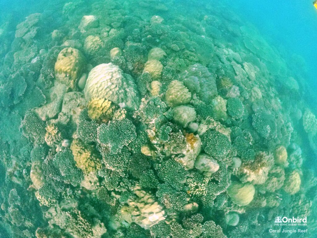 Hình ảnh một rạn san hô cứng khỏe mạnh tại đảo Phú Quốc, Việt Nam. Hình ảnh: OnBird Phú Quốc